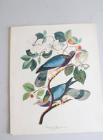 The Audubon Folio "30 Great Bird Paintings" Prints