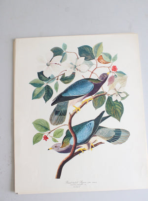 The Audubon Folio "30 Great Bird Paintings" Prints