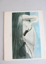 The Audubon Folio "30 Great Bird Paintings" Prints