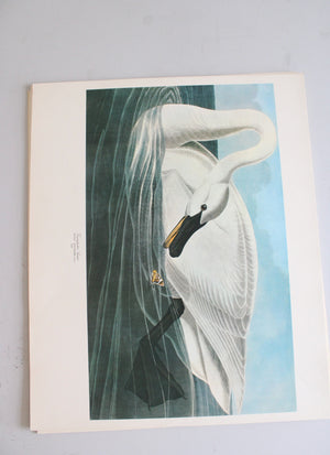 The Audubon Folio "30 Great Bird Paintings" Prints