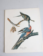The Audubon Folio "30 Great Bird Paintings" Prints