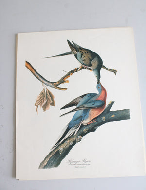 The Audubon Folio "30 Great Bird Paintings" Prints