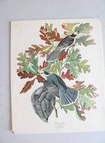 The Audubon Folio "30 Great Bird Paintings" Prints