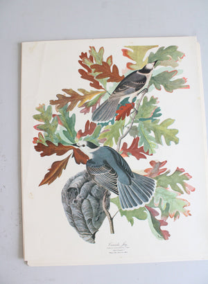 The Audubon Folio "30 Great Bird Paintings" Prints