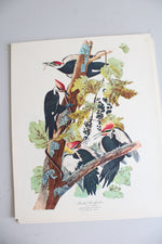 The Audubon Folio "30 Great Bird Paintings" Prints