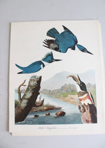 The Audubon Folio "30 Great Bird Paintings" Prints