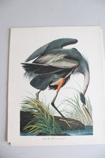 The Audubon Folio "30 Great Bird Paintings" Prints