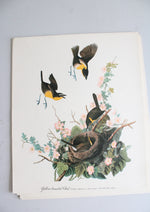 The Audubon Folio "30 Great Bird Paintings" Prints