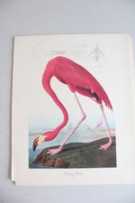 The Audubon Folio "30 Great Bird Paintings" Prints