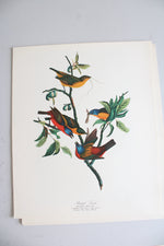 The Audubon Folio "30 Great Bird Paintings" Prints