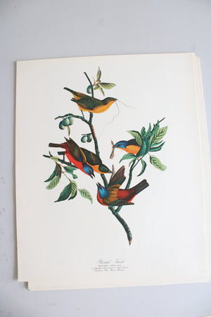 The Audubon Folio "30 Great Bird Paintings" Prints