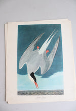 The Audubon Folio "30 Great Bird Paintings" Prints