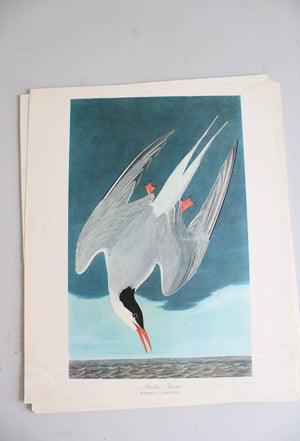 The Audubon Folio "30 Great Bird Paintings" Prints