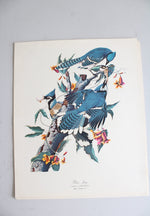 The Audubon Folio "30 Great Bird Paintings" Prints