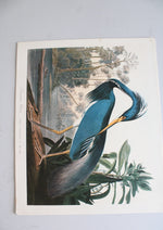 The Audubon Folio "30 Great Bird Paintings" Prints
