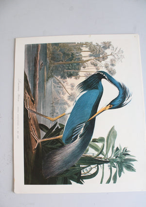 The Audubon Folio "30 Great Bird Paintings" Prints