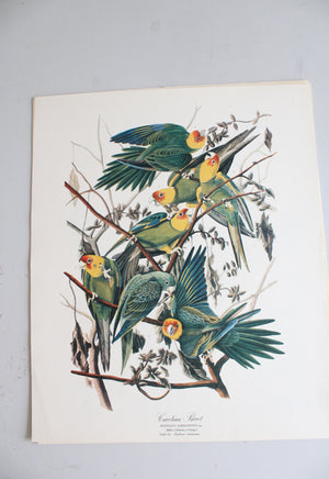 The Audubon Folio "30 Great Bird Paintings" Prints