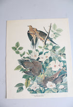 The Audubon Folio "30 Great Bird Paintings" Prints