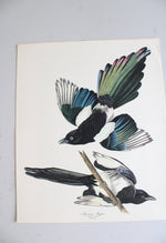 The Audubon Folio "30 Great Bird Paintings" Prints