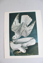 The Audubon Folio "30 Great Bird Paintings" Prints