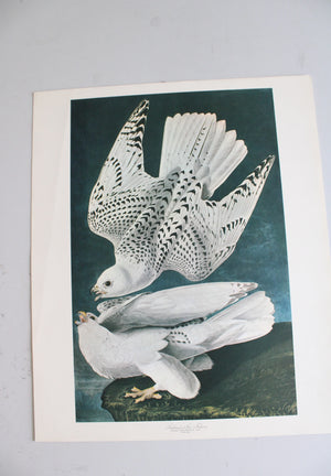 The Audubon Folio "30 Great Bird Paintings" Prints
