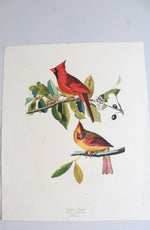 The Audubon Folio "30 Great Bird Paintings" Prints