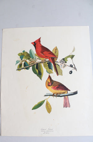 The Audubon Folio "30 Great Bird Paintings" Prints